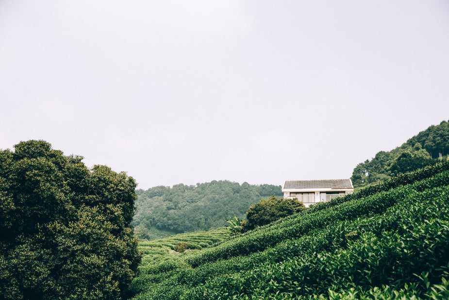 Soybean farm traditional ingredient sourcing authenticity
