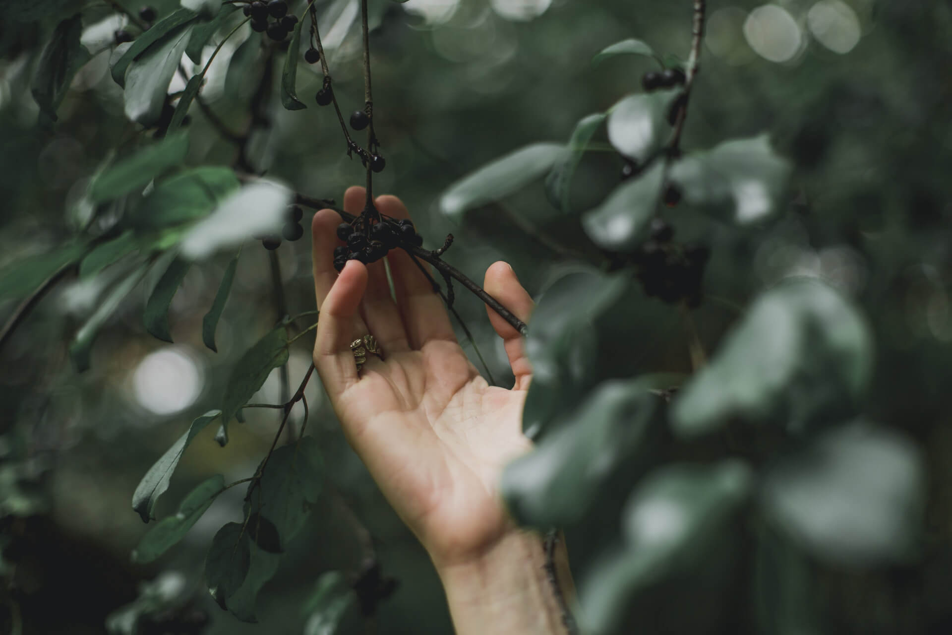 Person reaching toward evergreen branches in natural outdoor setting